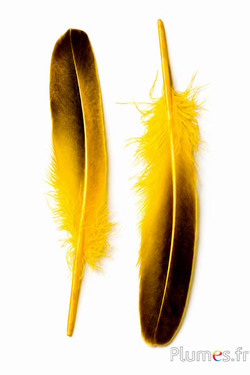 Anatra - 18-20 cm, sinistra e destra - curry-nero